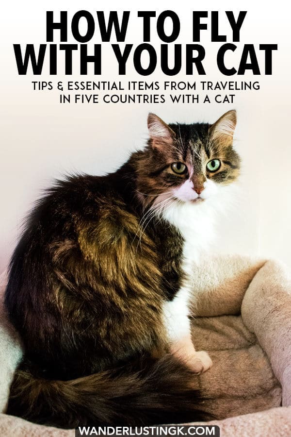 Erwägen Sie einen Flug mit Ihrer Katze? Tipps von einem erfahrenen Reisenden (der in fünf Länder mit einer Katze gereist ist) in Bezug auf das Fliegen mit Katze international und Wesentliches für das Fliegen mit Katzen. #Katzen #Pettravel #Katzenreisen