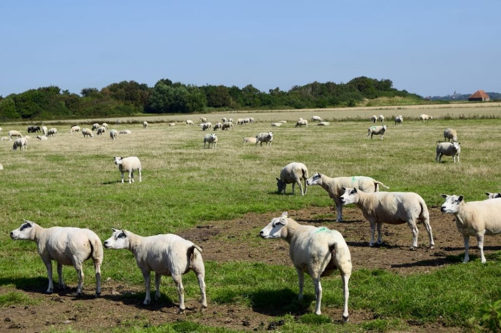 Foto von Schafen auf Texel in den Niederlanden.  Texelse Schapenkaas wird aus Schafsmilch von Texel-Schafen hergestellt!