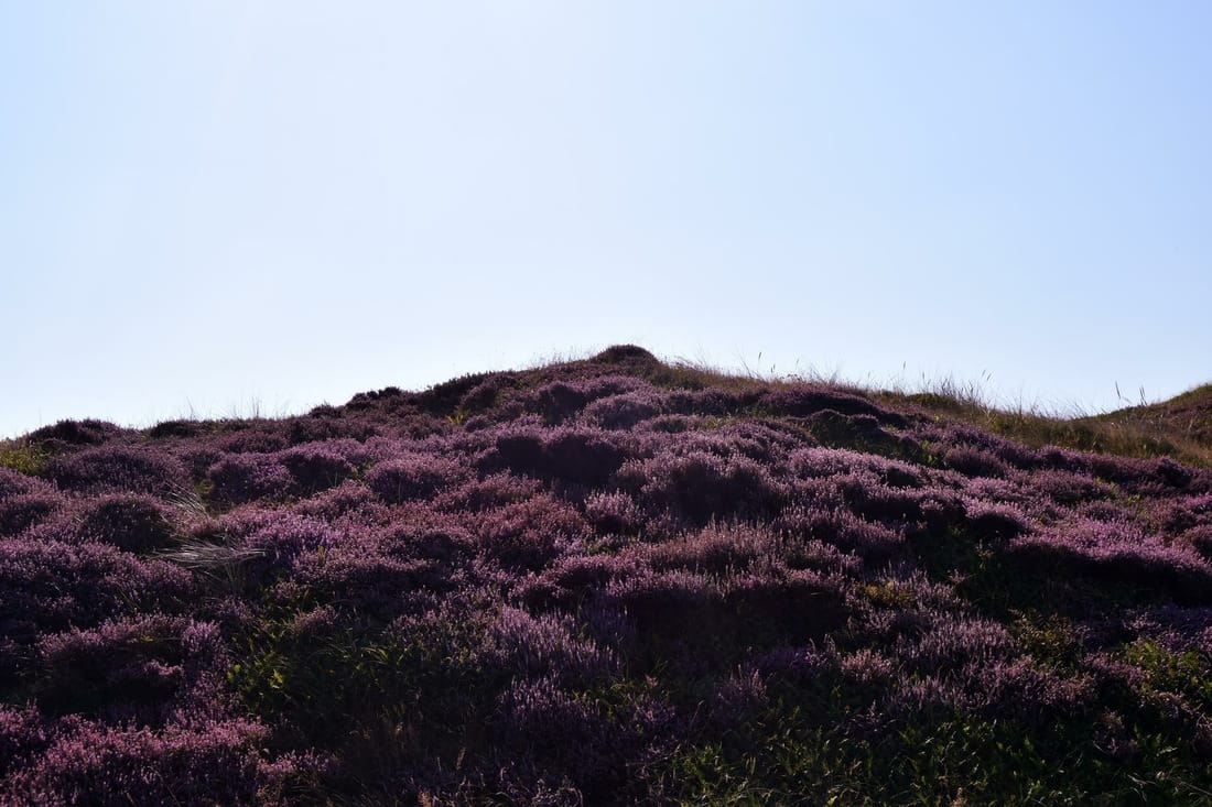 Need a relaxing summer weekend away from Amsterdam? Texel is perfect for a romantic couples vacation away from Amsterdam! Advice & tips for a relaxing vacation in the Netherlands! Heb een ontspannend weekendje weg nodig? Advies & tips voor een perfect vakantie in Texel binnen Nederland. 