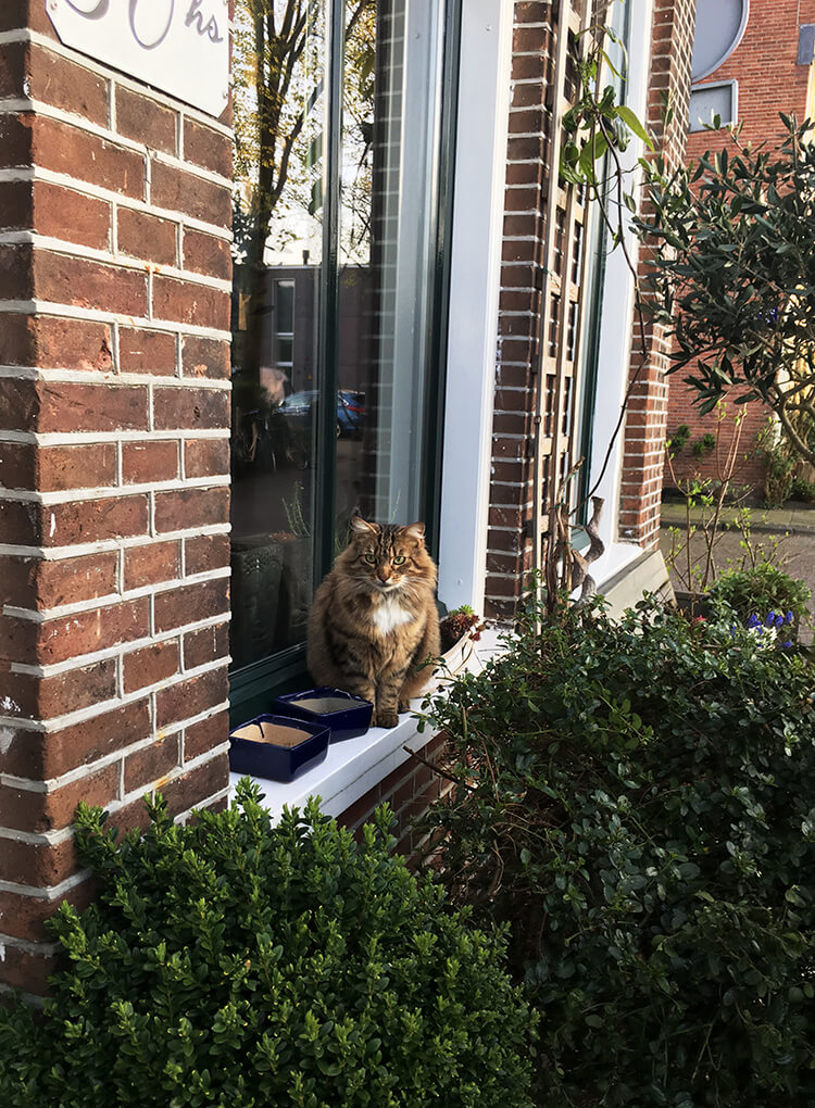 Fluffy cat in Amsterdam. Find out about the best places to visit for cat lovers in Amsterdam on a quirky trip to Amsterdam for those who love Catspotting.