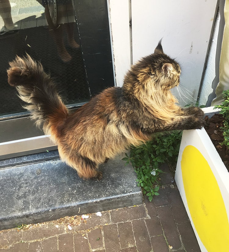 Photo of fluffy cat in Amsterdam, the Netherlands. Find out about the best cat cafes in Amsterdam to meet cats in Amsterdam and coffeeshops with cats.