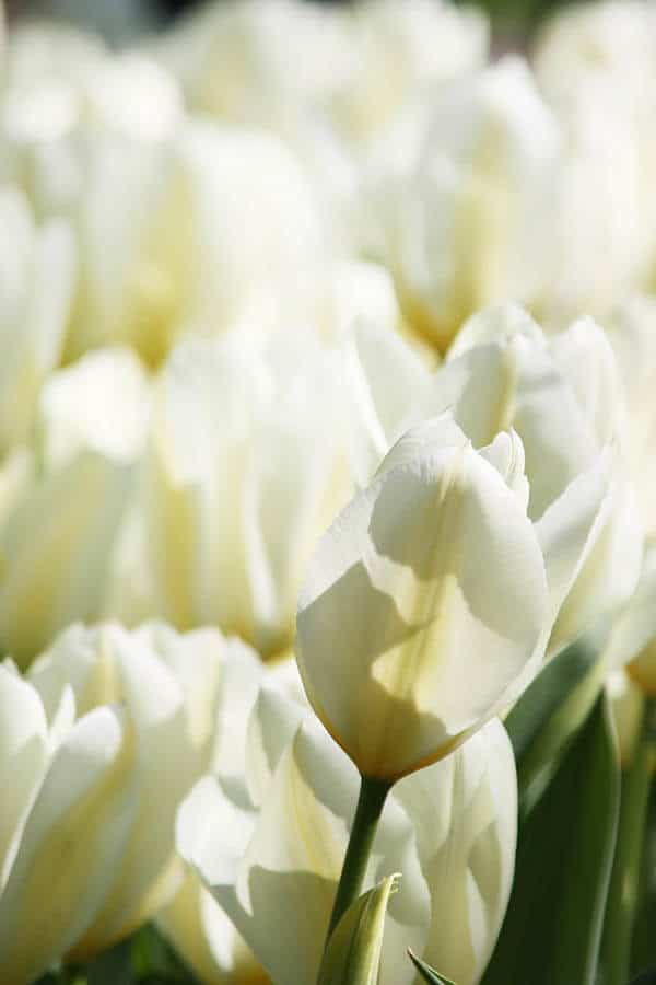 Beautiful white tulips at Keukenhof, the largest tulip garden in the world! #tulips #keukenhof #holland #netherlands #travel 