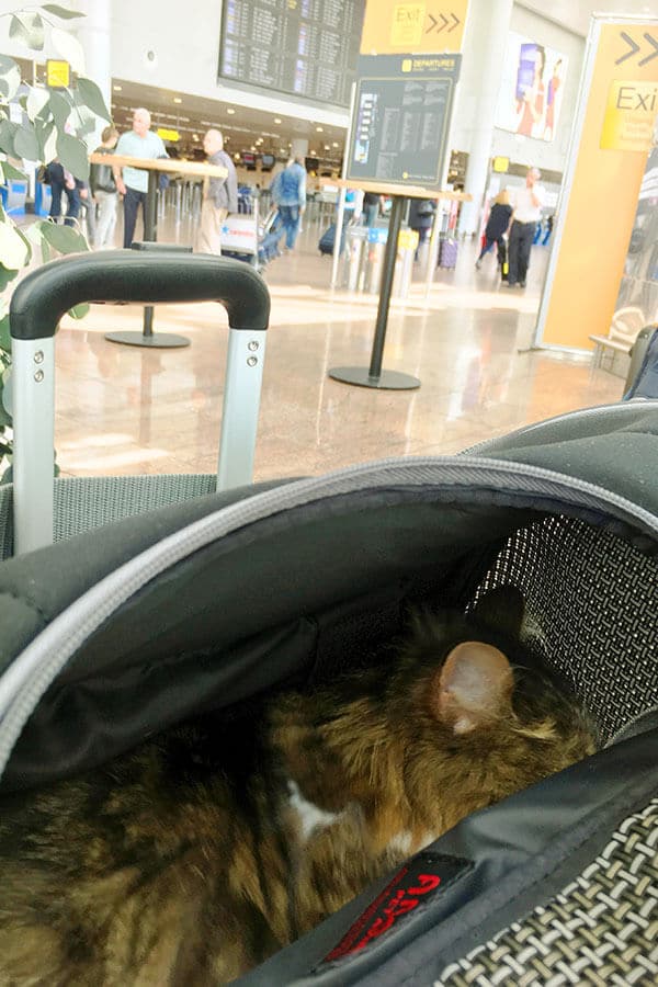 Katze in einer flugzeugtauglichen Transportbox auf einem internationalen Flughafen.  Mit Ihrer Katze ins Ausland zu reisen, muss nicht schwierig sein! #Reisen #Katzen #Pettravel
