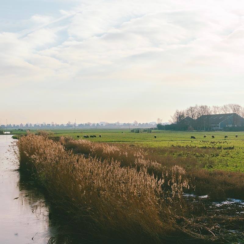 Sheep grazing outside of Ransdorp, a pretty day trip from Amsterdam! #travel #amsterdam