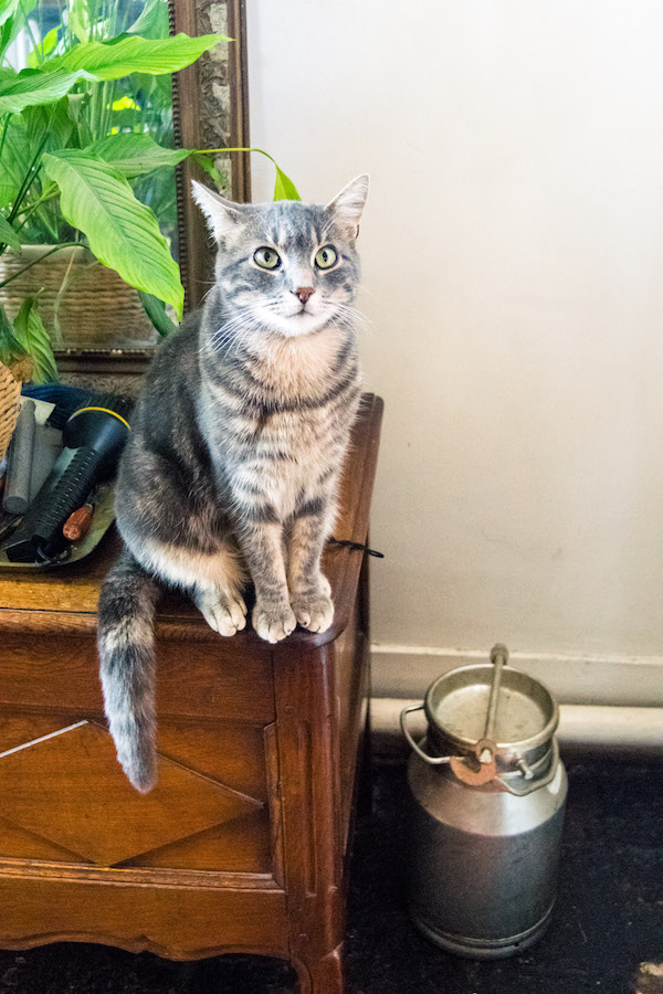 Liebenswerte Katze in unserem Schloss in der Normandie, Frankreich. Lesen Sie über unsere Erfahrungen mit einem Aufenthalt in einem Schloss in Frankreich! #Katzen #Reisen #Frankreich