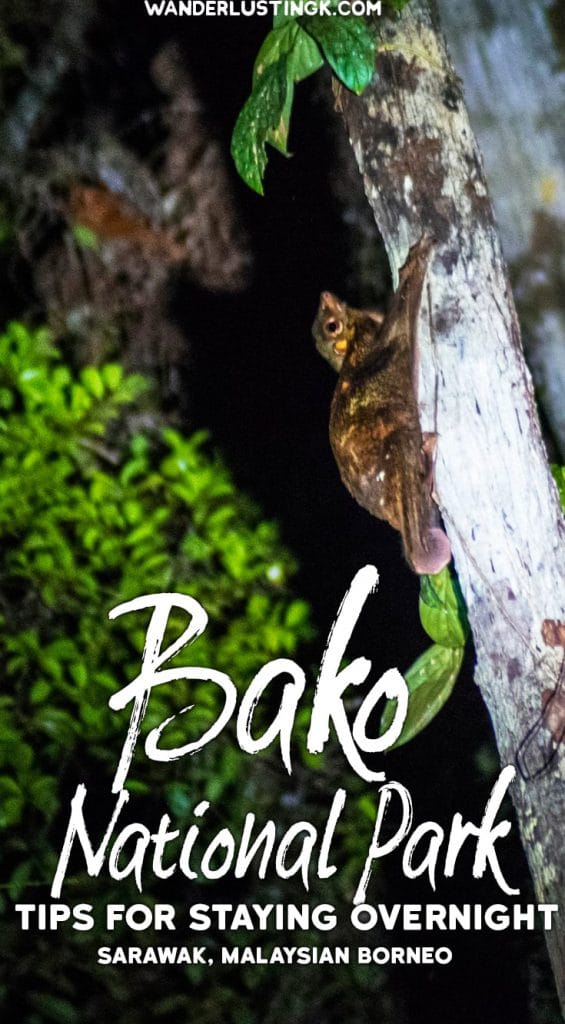 Why you should visit Bako National Park for more than a day trip from Kuching. Read travel tips for visiting Bako. #Malaysia #Travel #Bako #Borneo #Kuching