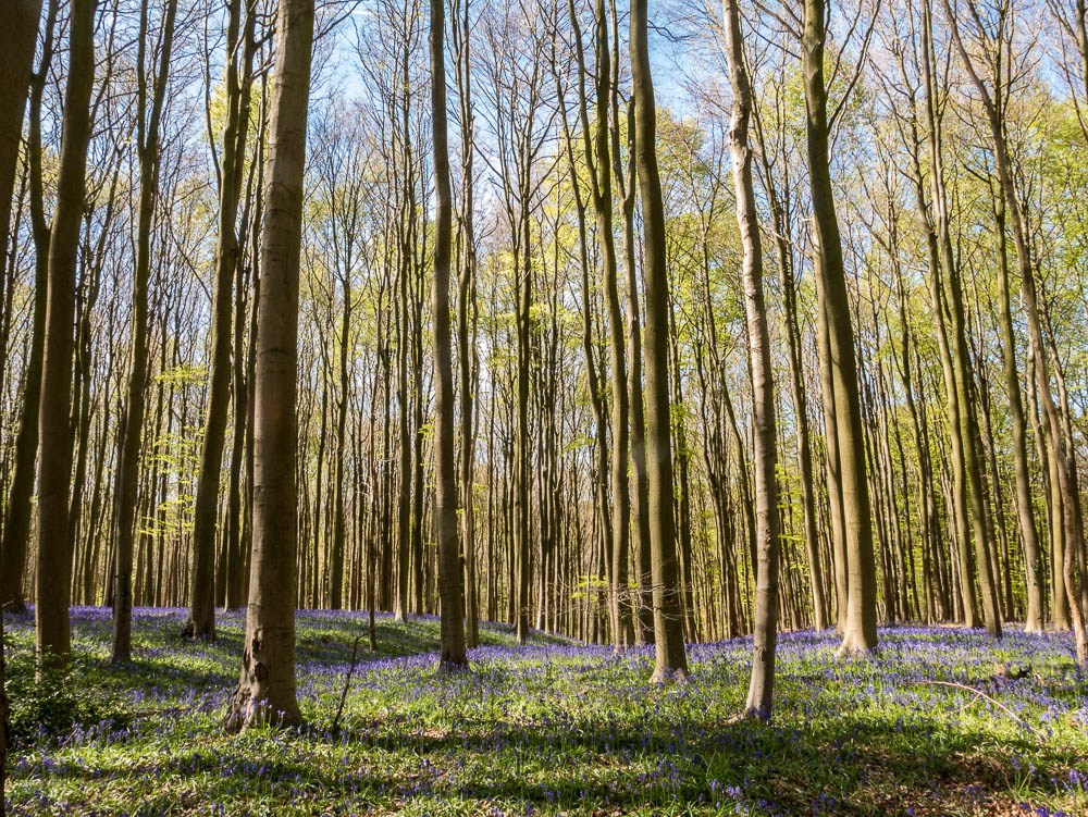 Photo of Hallerbos, one of the best things to do in Belgium