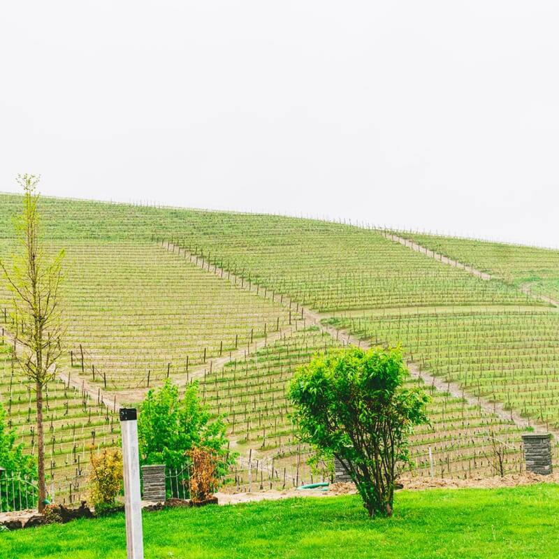 Vineyards growing Nebbiolo in Barbaresco outside of a Piedmont winery