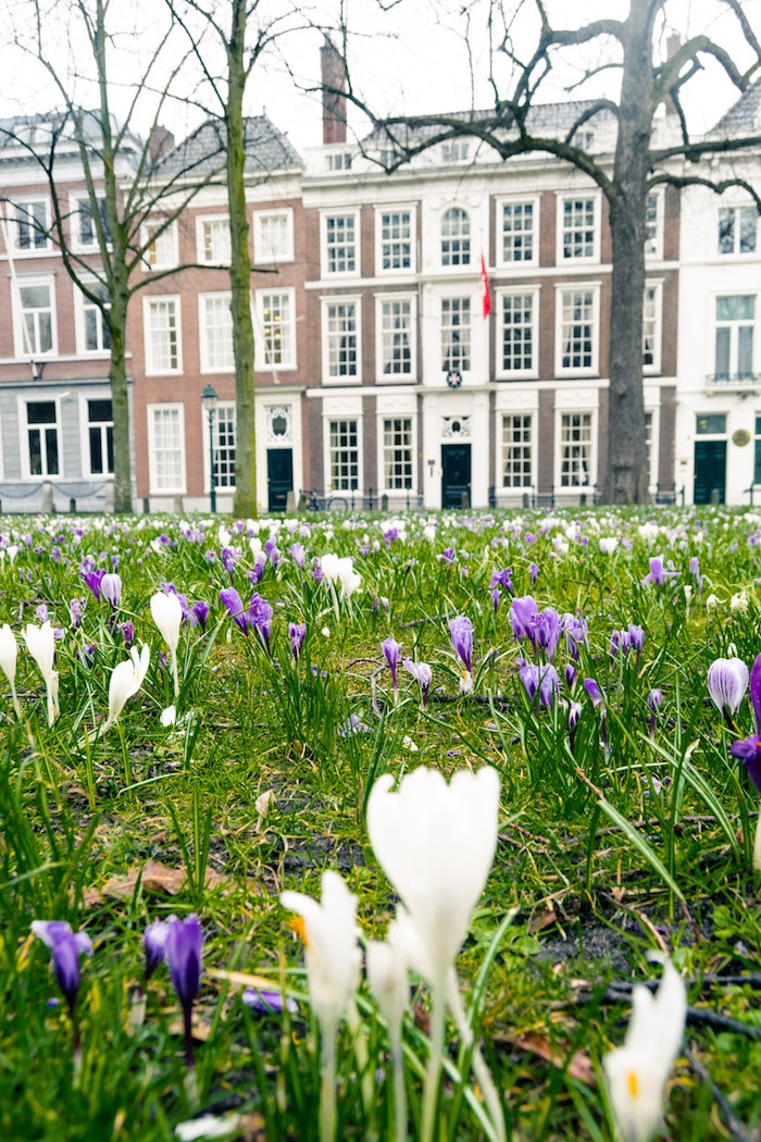 Lange Voorhout, one of the prettiest streets in the Hague. Read about what to do in the Hague in this local's guide to the Hague! #travel #denhaag #thehague #nederland #Netherlands #holland #spring