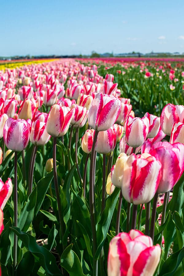 Beautiful Dutch tulip fields in bloom. You need to put seeing the Dutch tulips in the fields on your list of things to do in the Netherlands! #tulips #netherlands #amsterdam #travel
