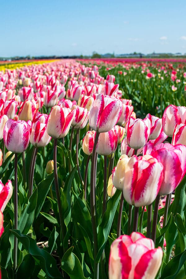 Wunderschöne niederländische Tulpenfelder in voller Blüte. Sie müssen die holländischen Tulpen in den Feldern auf Ihre Liste der Dinge setzen, die Sie in den Niederlanden tun müssen! #Tulpen #Niederlande #Amsterdam #Reisen