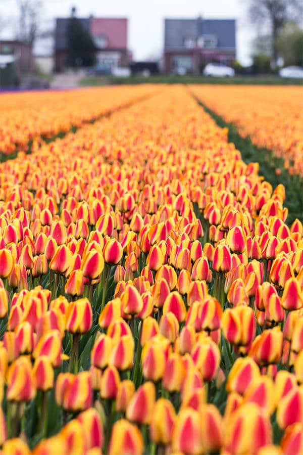 Beautiful rows of tulips within the Bollenstreek, the part of Holland where the tulips grow! This area is where Keukenhof is located.  Read tips for seeing the tulips outside of Amsterdam! #amsterdam #holland #netherlands #bollenstreek #tulips #travel