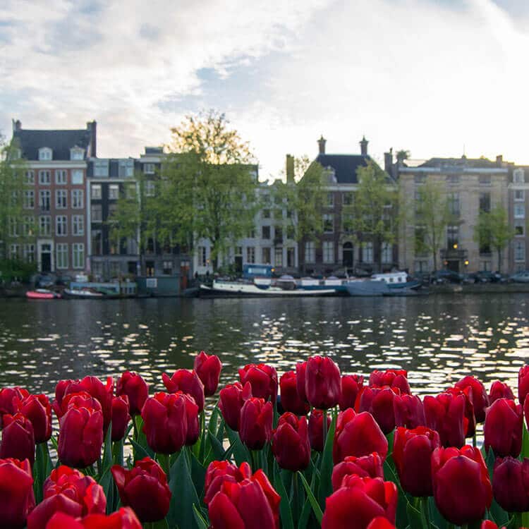 Beautiful tulips along the Amstel, one of the beautiful streets that you can't miss in Amsterdam. #amsterdam #travel #holland