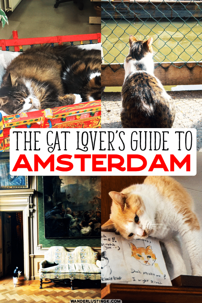 Your ultimate guide to cats in Amsterdam with the best places to find cats in Amsterdam , including cat cafes and a cat museum. #Amsterdam #Travel #Cats